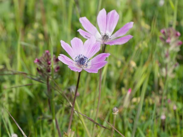 <h3>Anemone&nbsp;hortensis / Broad‑leaved&nbsp;anemone / Steranemoon</h3>OM-1 Mark II met OLYMPUS M.150-400mm F4.5, 1/2000 sec  bij F4.5, ISO 320, afstand 2.87&nbsp;m